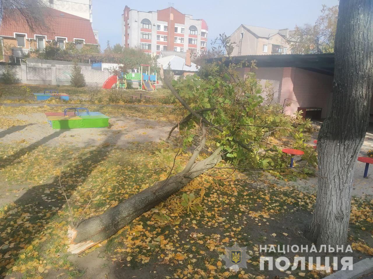 На Полтавщині померла чотирирічна дівчинка, на яку впало дерево в дитсадку