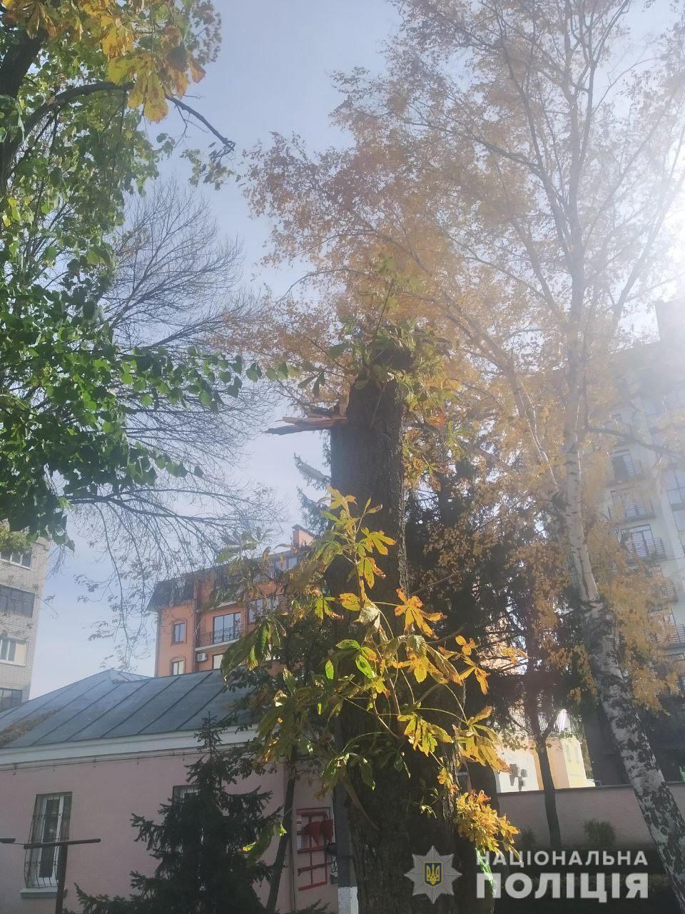 На Полтавщині померла чотирирічна дівчинка, на яку впало дерево в дитсадку