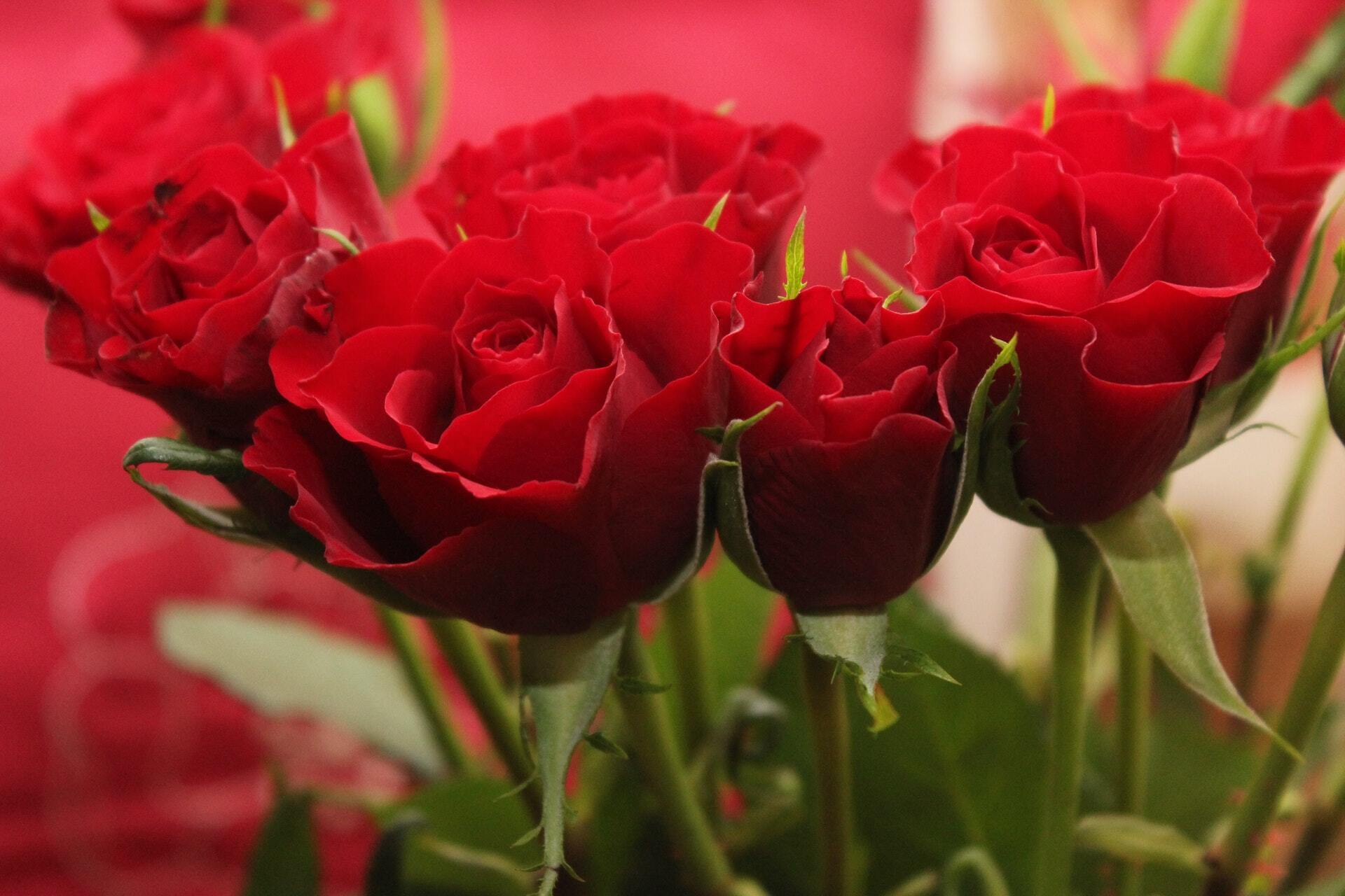 14 лютого відзначають День святого Валентина